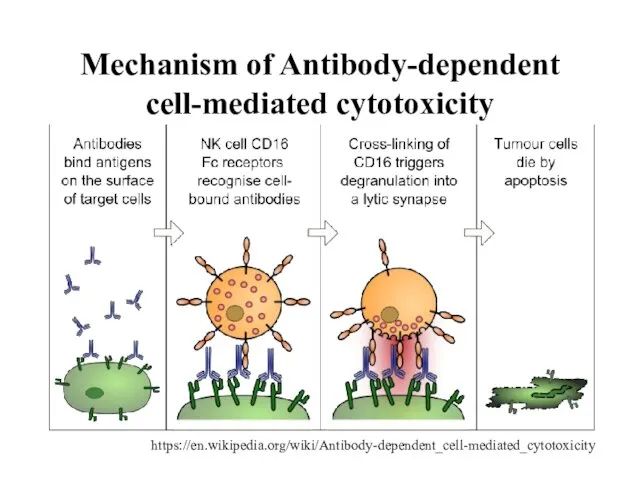 Mechanism of Antibody-dependent cell-mediated cytotoxicity https://en.wikipedia.org/wiki/Antibody-dependent_cell-mediated_cytotoxicity