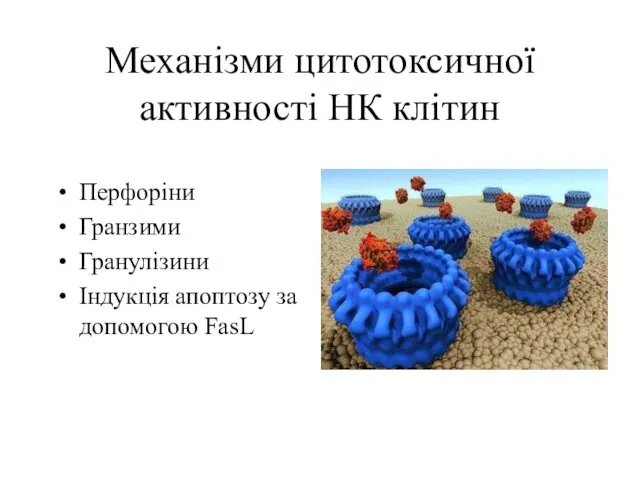 Механізми цитотоксичної активності НК клітин Перфоріни Гранзими Гранулізини Індукція апоптозу за допомогою FasL