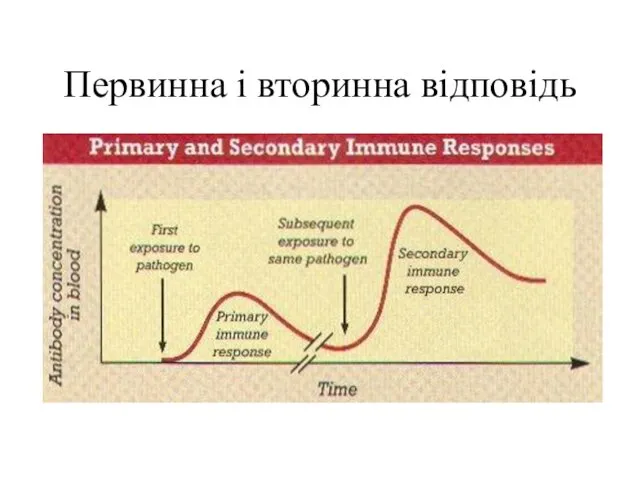 Первинна і вторинна відповідь