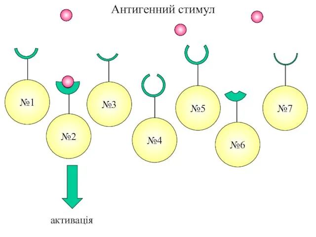 Антигенний стимул активація