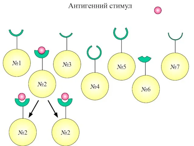 Антигенний стимул