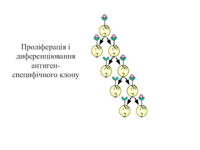 Проліферація і диференціювання антиген-специфічного клону