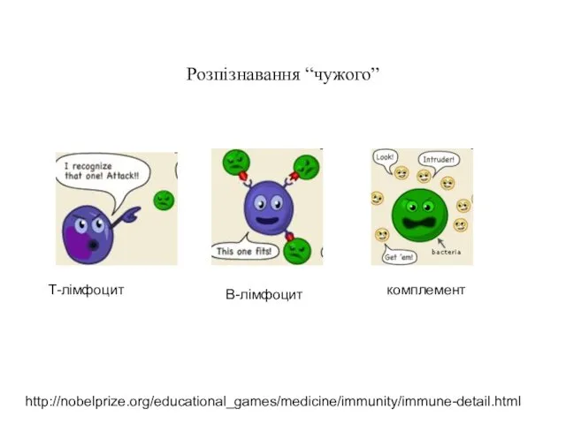 Розпізнавання “чужого” http://nobelprize.org/educational_games/medicine/immunity/immune-detail.html Т-лімфоцит В-лімфоцит комплемент