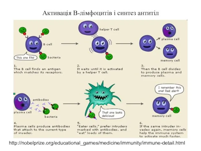 Активація В-лімфоцитів і синтез антитіл http://nobelprize.org/educational_games/medicine/immunity/immune-detail.html