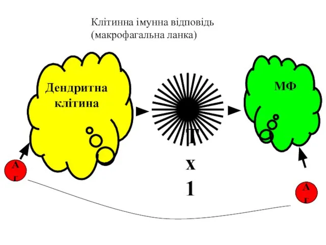 Дендритна клітина Тх1 Аг МФ Аг Клітинна імунна відповідь (макрофагальна ланка)