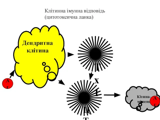 Дендритна клітина Тх1 Аг ЦТЛ Клітинна імунна відповідь (цитотоксична ланка)