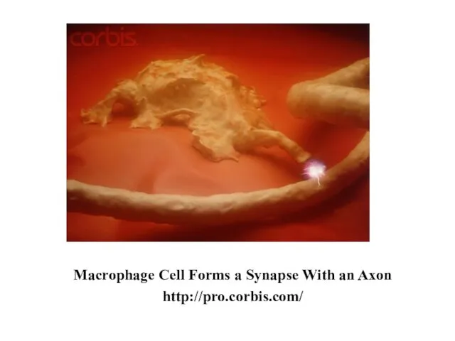 Macrophage Cell Forms a Synapse With an Axon http://pro.corbis.com/