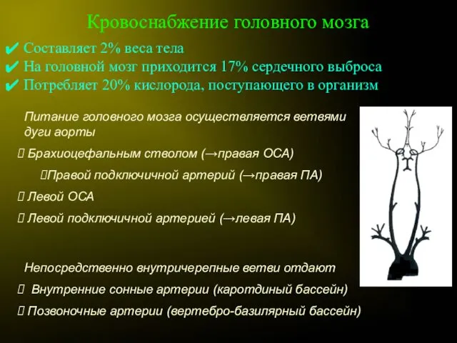 Кровоснабжение головного мозга Составляет 2% веса тела На головной мозг приходится