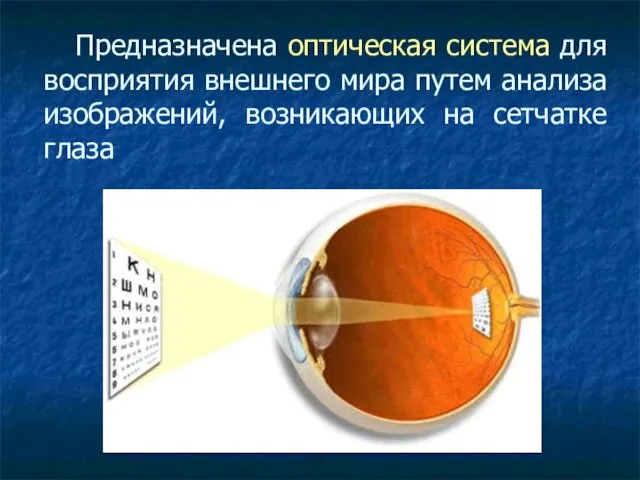 Предназначена оптическая система для восприятия внешнего мира путем анализа изображений, возникающих на сетчатке глаза