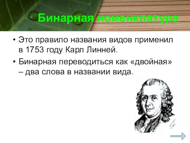 Бинарная номенклатура Это правило названия видов применил в 1753 году Карл