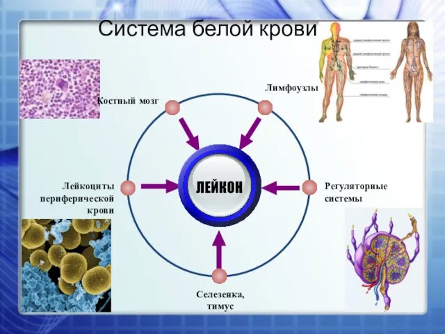 Лимфоузлы Регуляторные системы Лейкоциты периферической крови Селезенка, тимус ЛЕЙКОН Система белой крови Костный мозг