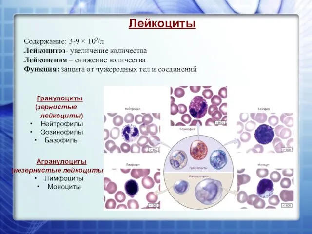 Лейкоциты Гранулоциты (зернистые лейкоциты) Нейтрофилы Эозинофилы Базофилы Агранулоциты (незернистые лейкоциты) Лимфоциты