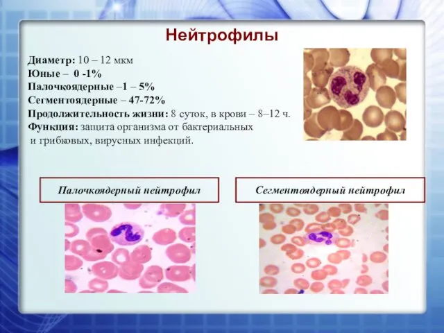 Нейтрофилы Диаметр: 10 – 12 мкм Юные – 0 -1% Палочкоядерные