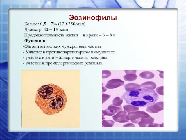 Эозинофилы Кол-во: 0,5 – 7% (120-350/мкл) Диаметр: 12 – 14 мкм