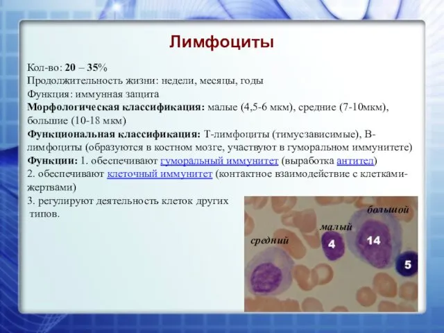 Лимфоциты Кол-во: 20 – 35% Продолжительность жизни: недели, месяцы, годы Функция: