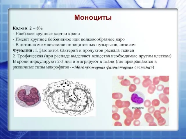 Моноциты Кол-во: 2 – 8% - Наиболее крупные клетки крови -