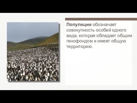 Популяция обозначает совокупность особей одного вида, которая обладает общим генофондом и имеет общую территорию.