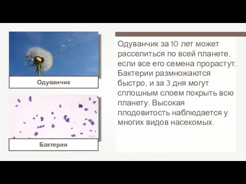 Y Tambe Одуванчик за 10 лет может расселиться по всей планете,