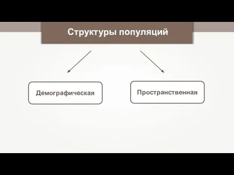 Структуры популяций Демографическая Пространственная