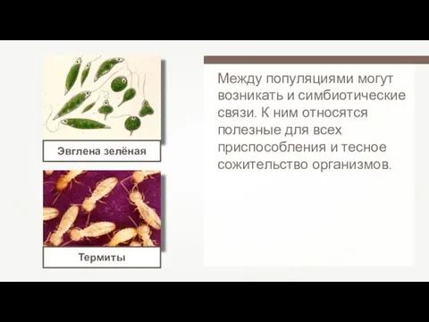 Между популяциями могут возникать и симбиотические связи. К ним относятся полезные