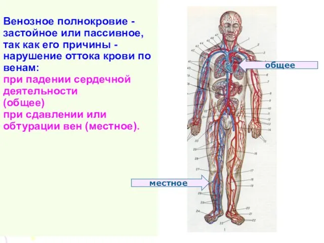 Венозное полнокровие - застойное или пассивное, так как его причины -