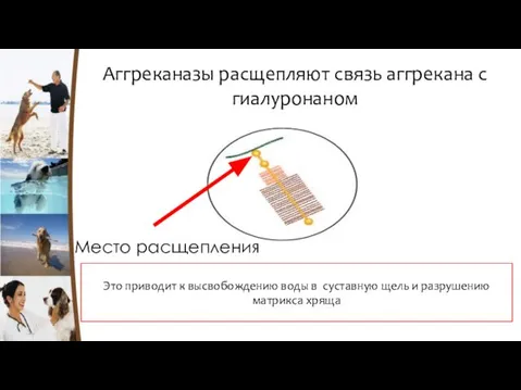 Аггреканазы расщепляют связь аггрекана с гиалуронаном Место расщепления Это приводит к