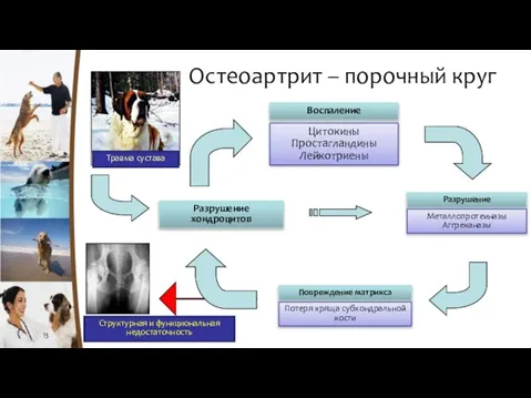 Остеоартрит – порочный круг Воспаление Травма сустава Разрушение хондроцитов Цитокины Простагландины