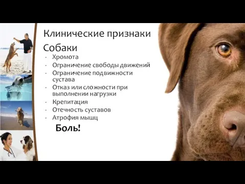 Клинические признаки – Собаки Хромота Ограничение свободы движений Ограничение подвижности сустава