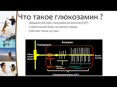 Что такое глюкозамин ? Предшественники гликозаминогликанов (ГАГ) Строительный блок суставного хряща Смягчает ткани сустава