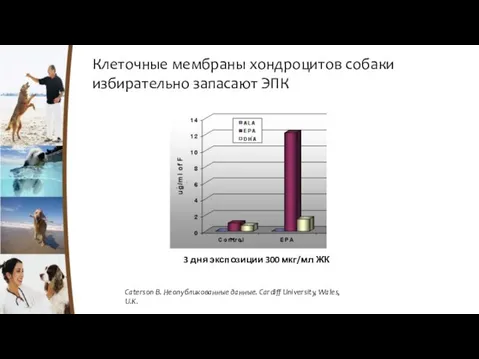 3 дня экспозиции 300 мкг/мл ЖК Caterson B. Неопубликованные данные. Cardiff