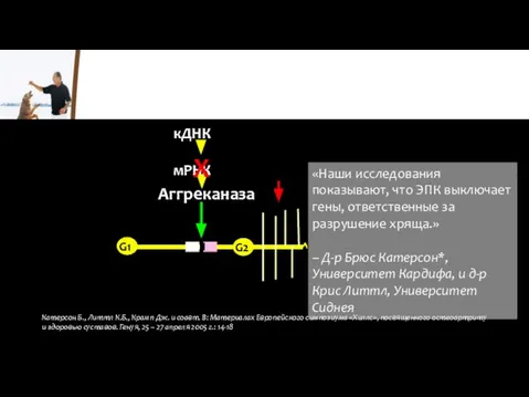 G1 G2 G3 Аггреканаза кДНК мРНК X «Наши исследования показывают, что