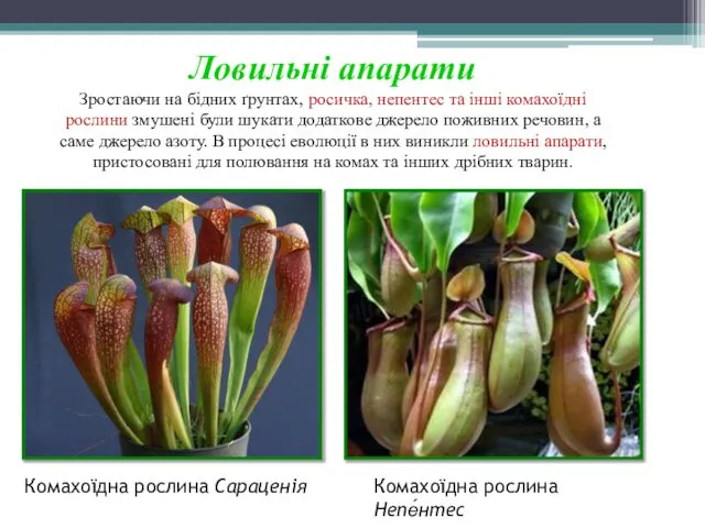 Ловильні апарати Зростаючи на бідних ґрунтах, росичка, непентес та інші комахоїдні