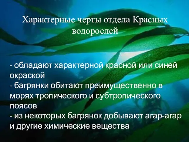 Характерные черты отдела Красных водорослей - обладают характерной красной или синей