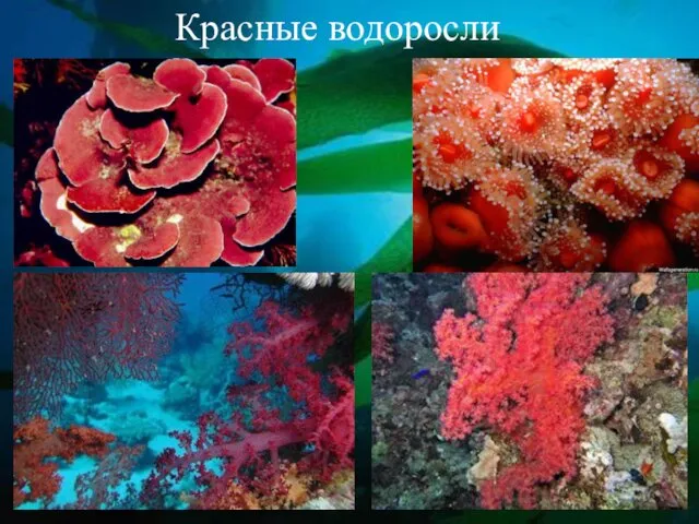 Красные водоросли