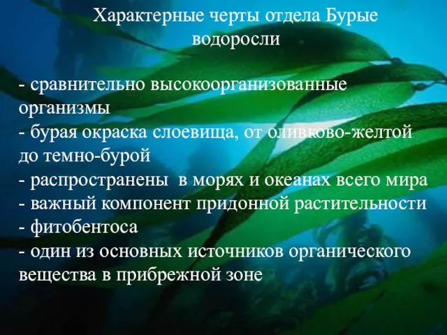 Характерные черты отдела Бурые водоросли - сравнительно высокоорганизованные организмы - бурая