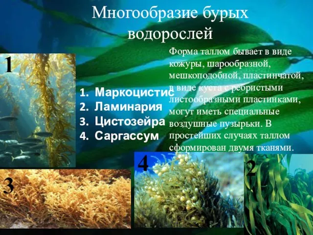 Многообразие бурых водорослей Маркоцистис Ламинария Цистозейра Саргассум 1 3 2 4