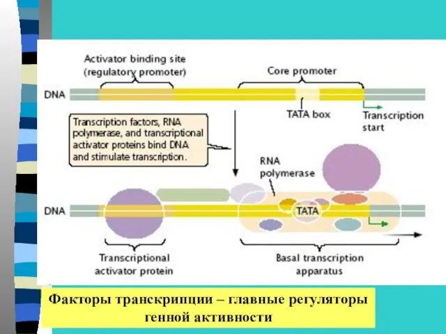 Факторы транскрипции – главные регуляторы генной активности