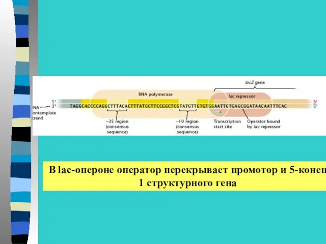 В lac-опероне оператор перекрывает промотор и 5-конец 1 структурного гена