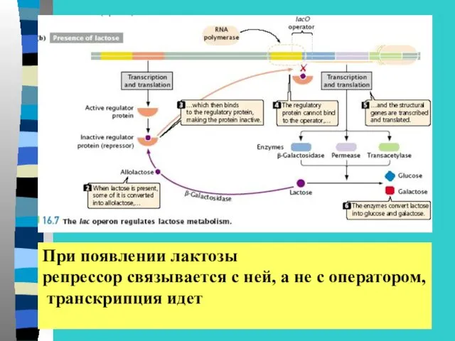 При появлении лактозы репрессор связывается с ней, а не с оператором, транскрипция идет