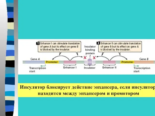 Инсулятор блокирует действие энхансера, если инсулятор находится между энхансером и промотором