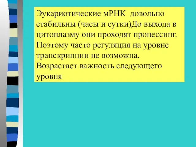 Эукариотические мРНК довольно стабильны (часы и сутки)До выхода в цитоплазму они