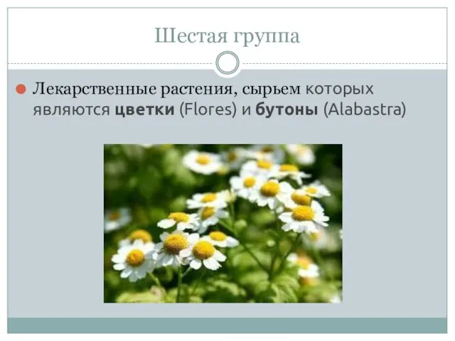 Шестая группа Лекарственные растения, сырьем которых являются цветки (Flores) и бутоны (Alabastra)