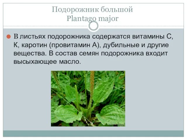 Подорожник большой Plantago major В листьях подорожника содержатся витамины С, К,