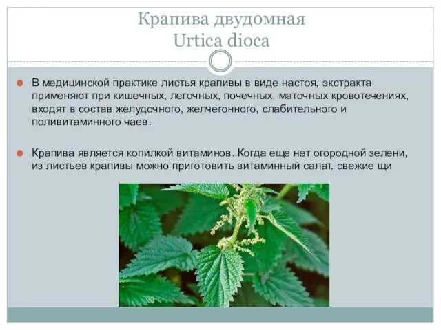 Крапива двудомная Urtica dioca В медицинской практике листья крапивы в виде