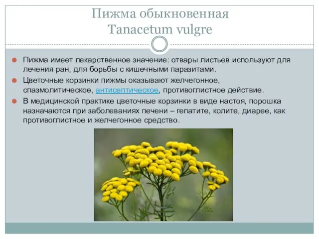 Пижма обыкновенная Tanacetum vulgre Пижма имеет лекарственное значение: отвары листьев используют