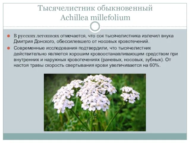 Тысячелистник обыкновенный Achillea millefolium В русских летописях отмечается, что сок тысячелистника