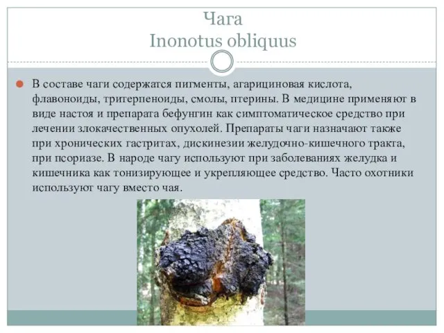 Чага Inonotus obliquus В составе чаги содержатся пигменты, агарициновая кислота, флавоноиды,