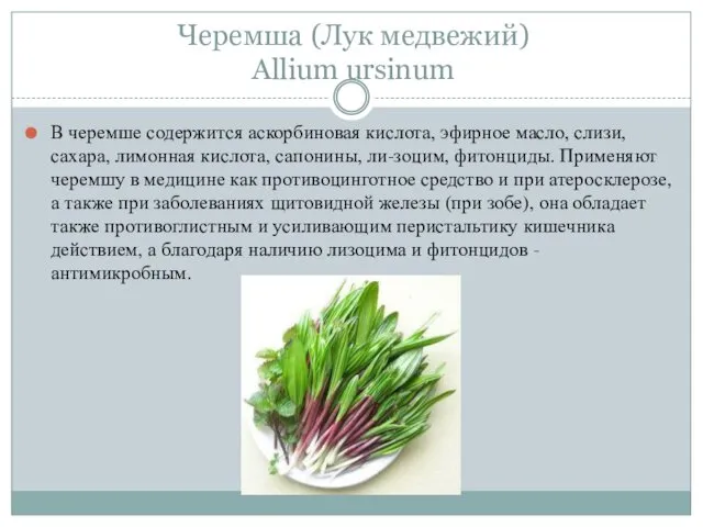 Черемша (Лук медвежий) Allium ursinum В черемше содержится аскорбиновая кислота, эфирное