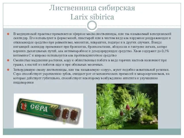 Лиственница сибирская Larix sibirica В медицинской практике применяется эфирное масло лиственницы,