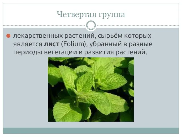Четвертая группа лекарственных растений, сырьём которых является лист (Folium), убранный в